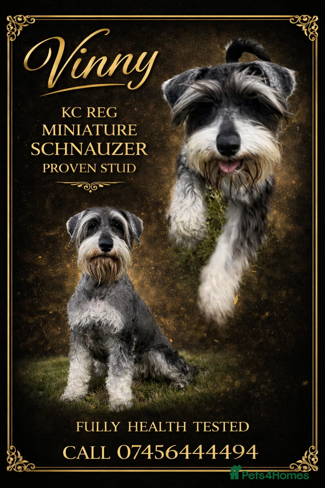 Miniature Schnauzer dogs for stud: Kc reg miniature schnauzer stud - Advert 1