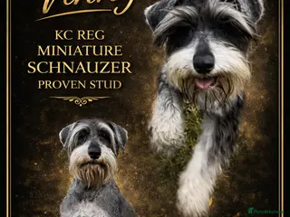 Miniature Schnauzer dogs Kc reg miniature schnauzer stud - Advert 3