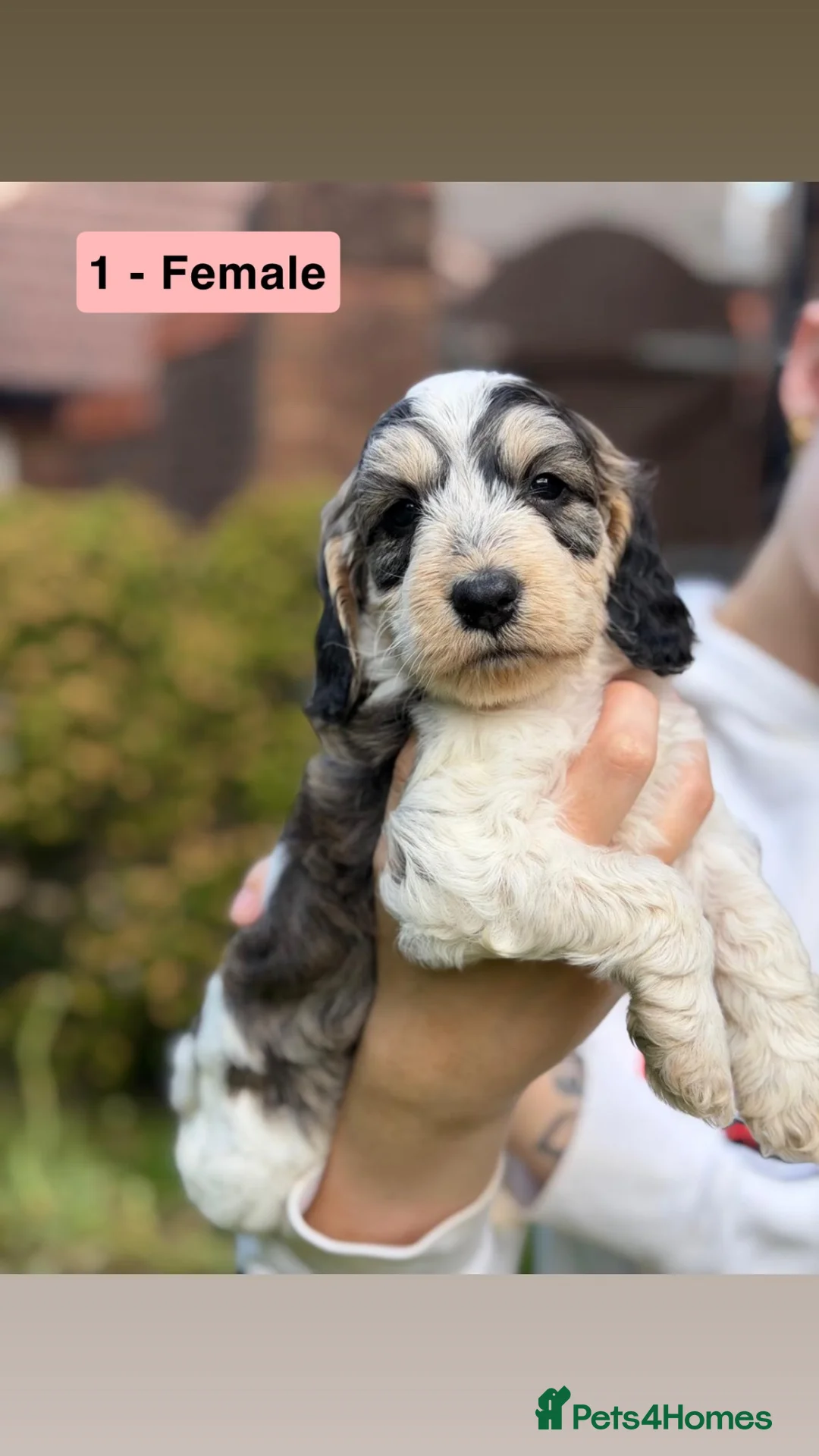 Cockapoo dogs for sale: Beautiful F2 Cockapoo Puppies | 2 Boys & 1 Girl - Advert 1