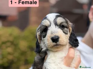 Cockapoo dogs Beautiful F2 Cockapoo Puppies | 2 Boys & 1 Girl - Advert 1
