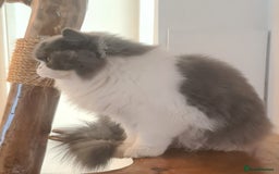 British Longhair cats for sale: Tica registered British Longhair Lady Rehome - Image 16