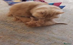 British Longhair cats for stud: British Longhair for Stud - Image 10
