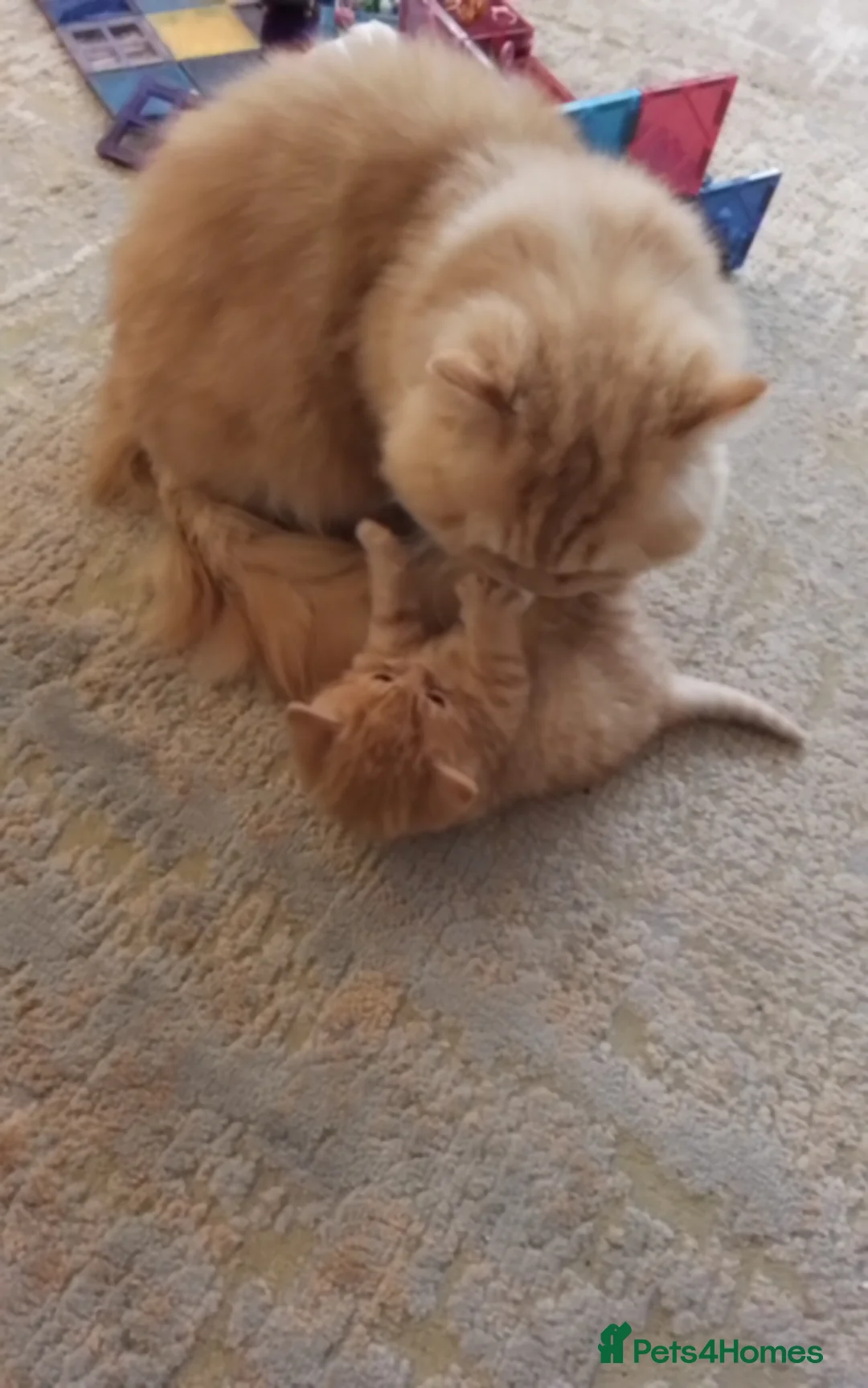 British Longhair cats for stud: British Longhair for Stud - Advert 10