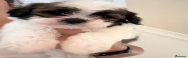 Boy 3