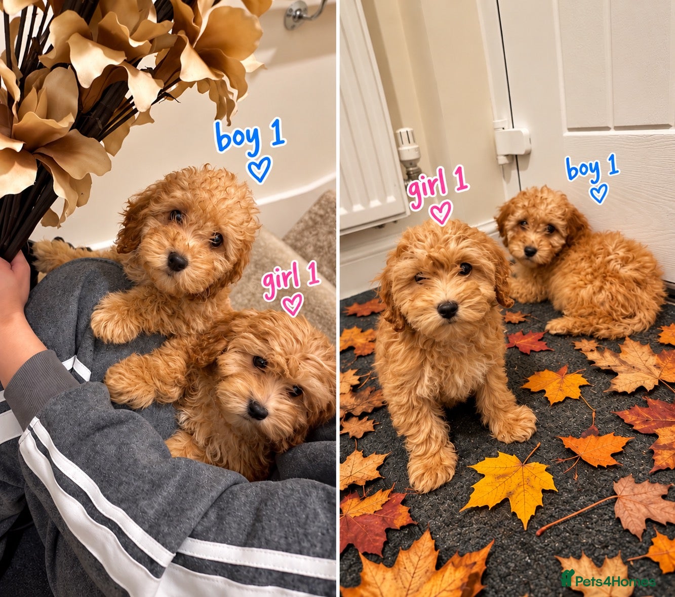 Maltipoo dogs for sale: 6 GORGEOUS ASIAN EXTRA TOY MALTIPOO PUPPIES! 👻🐾 - Advert 3