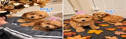 Maltipoo dogs for sale: 6 GORGEOUS ASIAN EXTRA TOY MALTIPOO PUPPIES! 👻🐾 - Advert 1