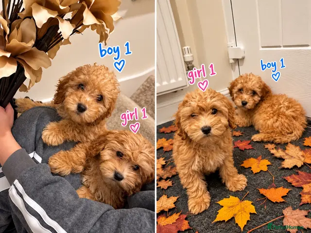 Maltipoo dogs for sale: 6 GORGEOUS ASIAN EXTRA TOY MALTIPOO PUPPIES! 👻🐾 - Advert 5