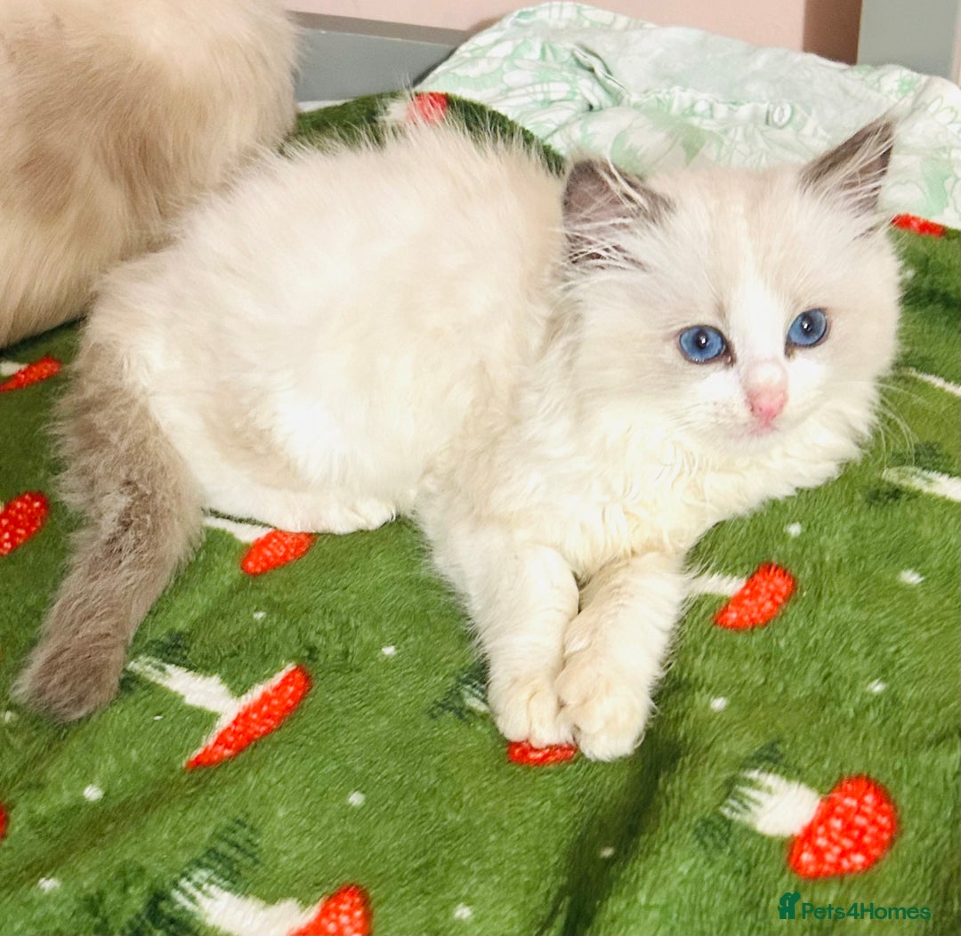 Ragdoll cats for sale: Cute little Ragdoll kittens for sale 💕🐱🐱 - Advert 8