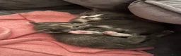 Domestic Shorthair cats for sale: Beautiful grey kittens available now - Advert 7