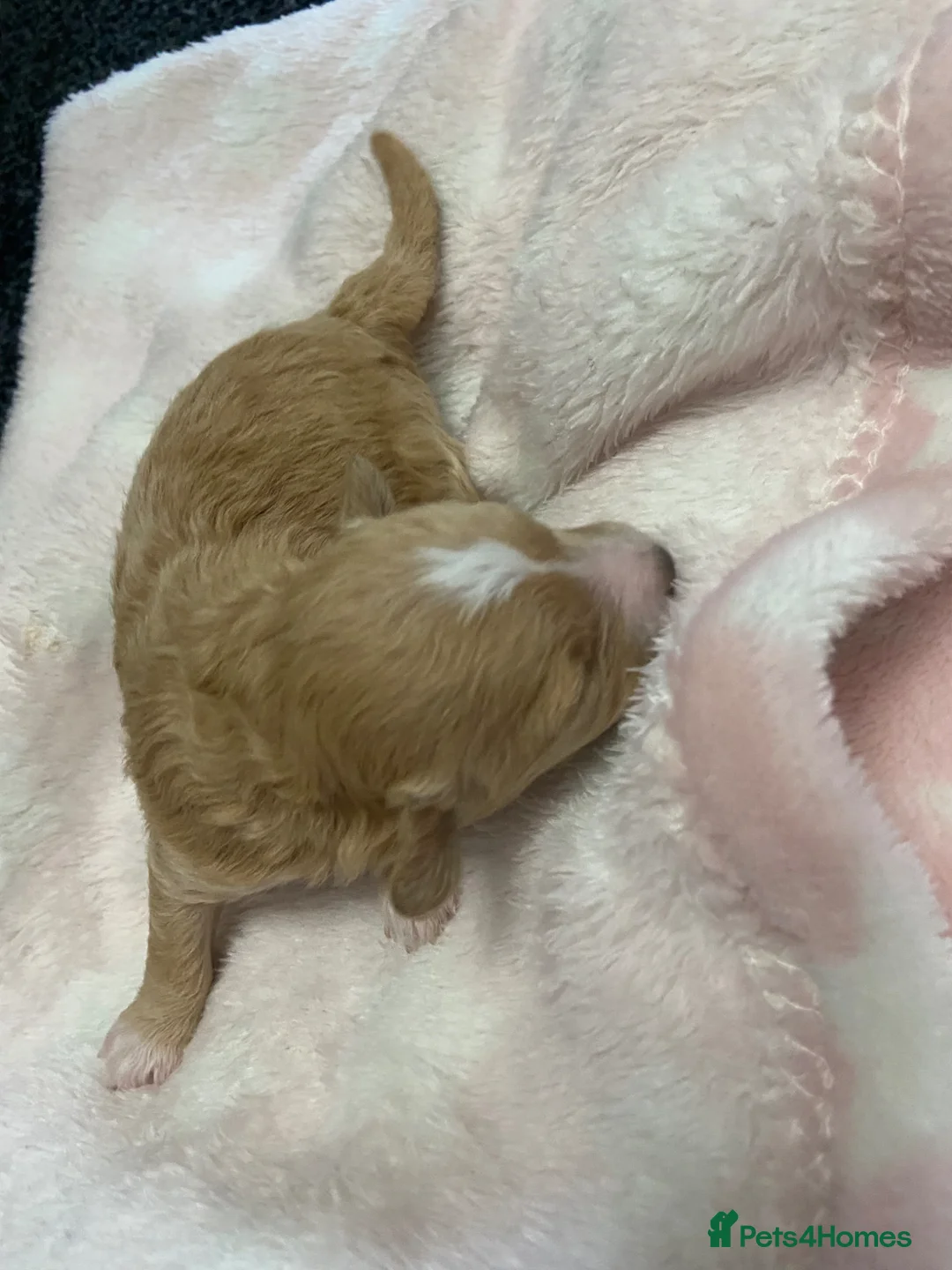 Maltipoo dogs for sale: Tiny f1 maltipoos, parents dna health clear - Advert 1