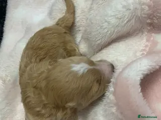 Maltipoo dogs Tiny f1 maltipoos, parents dna health clear - Advert 5