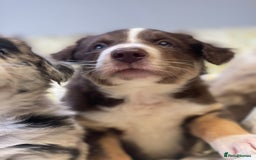 Border Collie dogs for sale: Border collie puppies  - Image 6