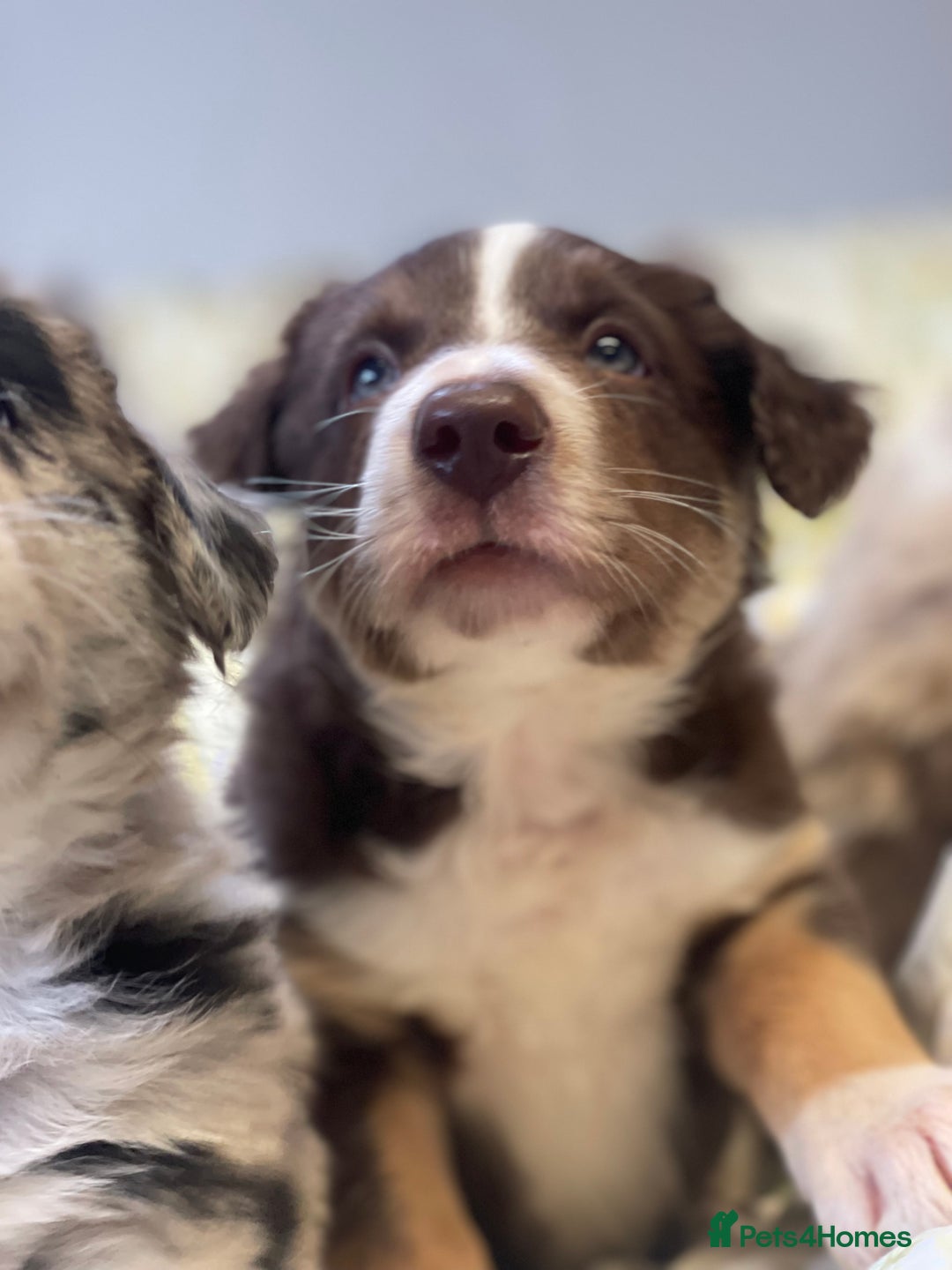 Border Collie dogs for sale: Border collie puppies  - Image 6