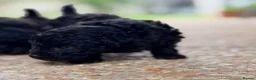 Toy Poodle dogs for sale: Three Little Toy Poodle Treasures, 1 Boy & 2 Girls - Advert 9