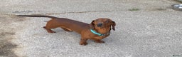 Dachshund dogs for stud: QUALITY KC REG STANDARD SMOOTH DACHSHUND  in Lancaster - Advert 4