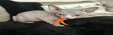 Orange Collar Boy