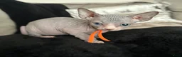 Sphynx cats for sale: Just 2 gorgeous boys left now - Advert 34