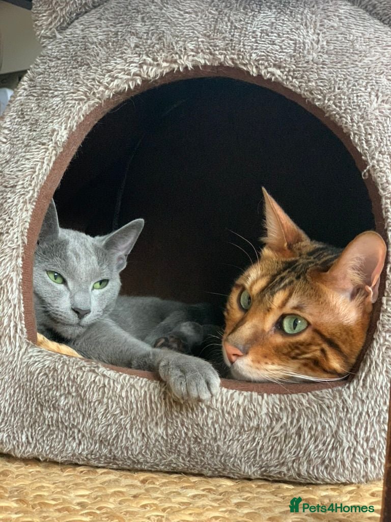 Bengal cats Mooshi & Summer – Bonded Pedigree Bengal & RB Pair - Advert 2