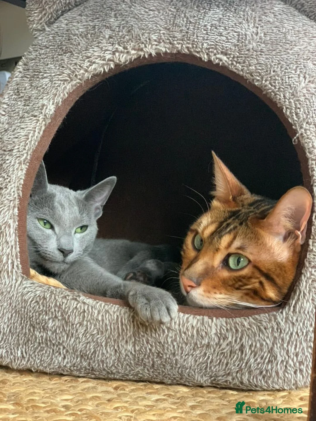 Bengal cats for sale: Mooshi & Summer – Bonded Pedigree Bengal & RB Pair - Advert 2