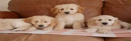 Mini Goldendoodle dogs for sale: Beautiful Health Tested Goldendoodle Puppies - Advert 9