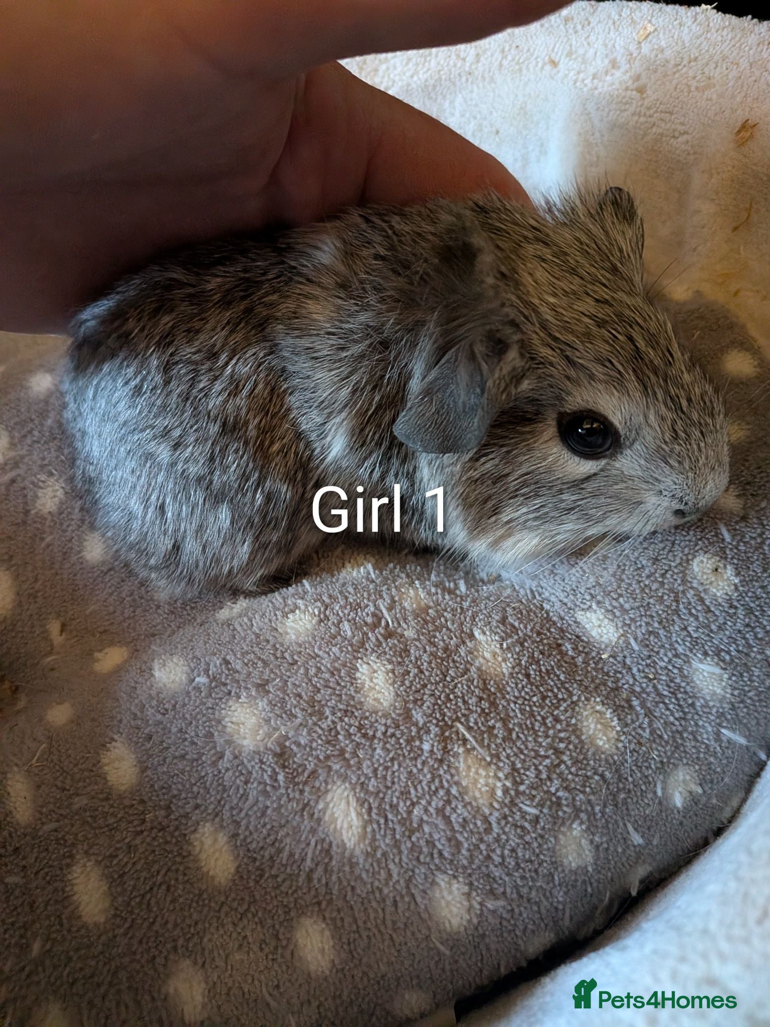 Guinea Pig rodents Baby guinea pigs  - Advert 2