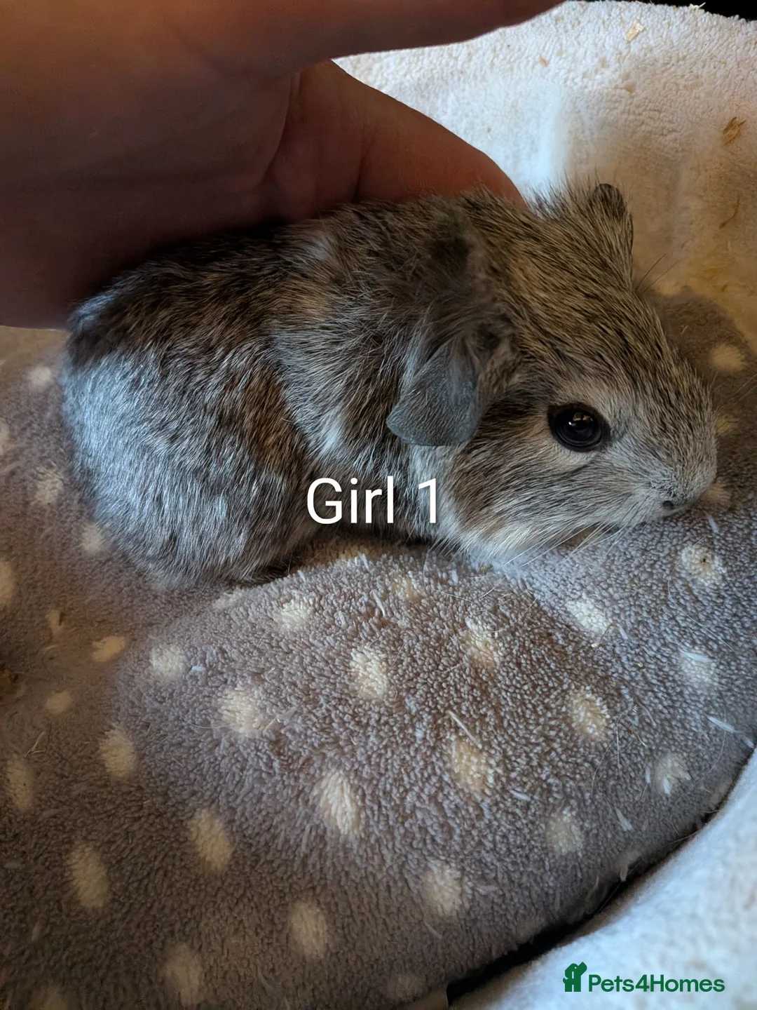 Guinea Pig rodents for sale: Baby guinea pigs  - Advert 1