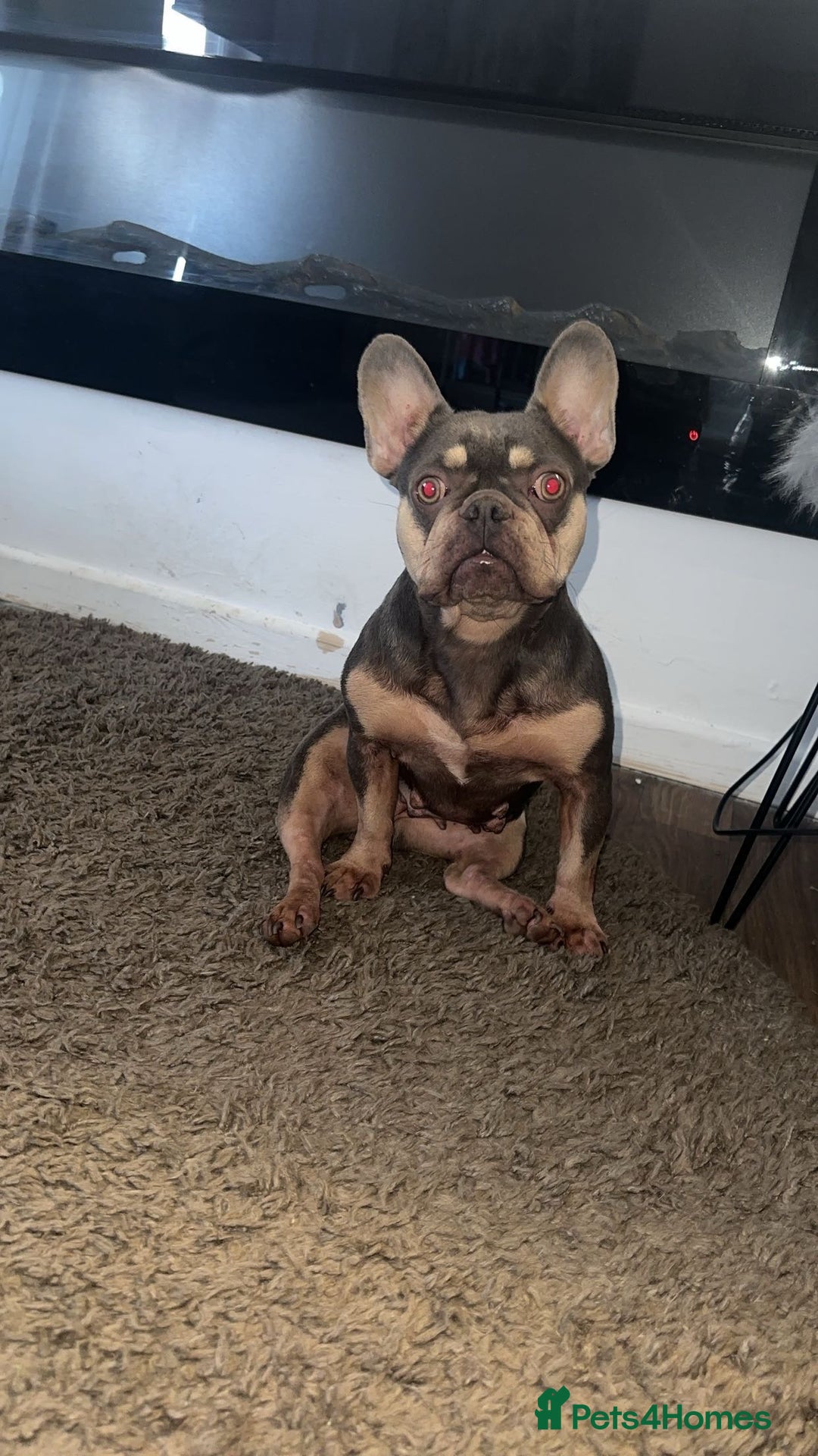 French Bulldog dogs for sale: 4 Of The Cutest Frenchie Puppies 💕 - Advert 7
