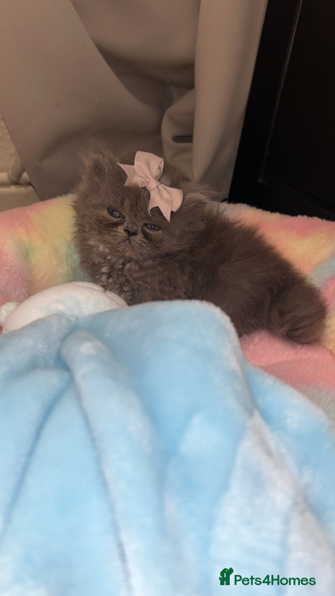 Persian cats for sale: Blue Persian  in Chesterfield - Image 16