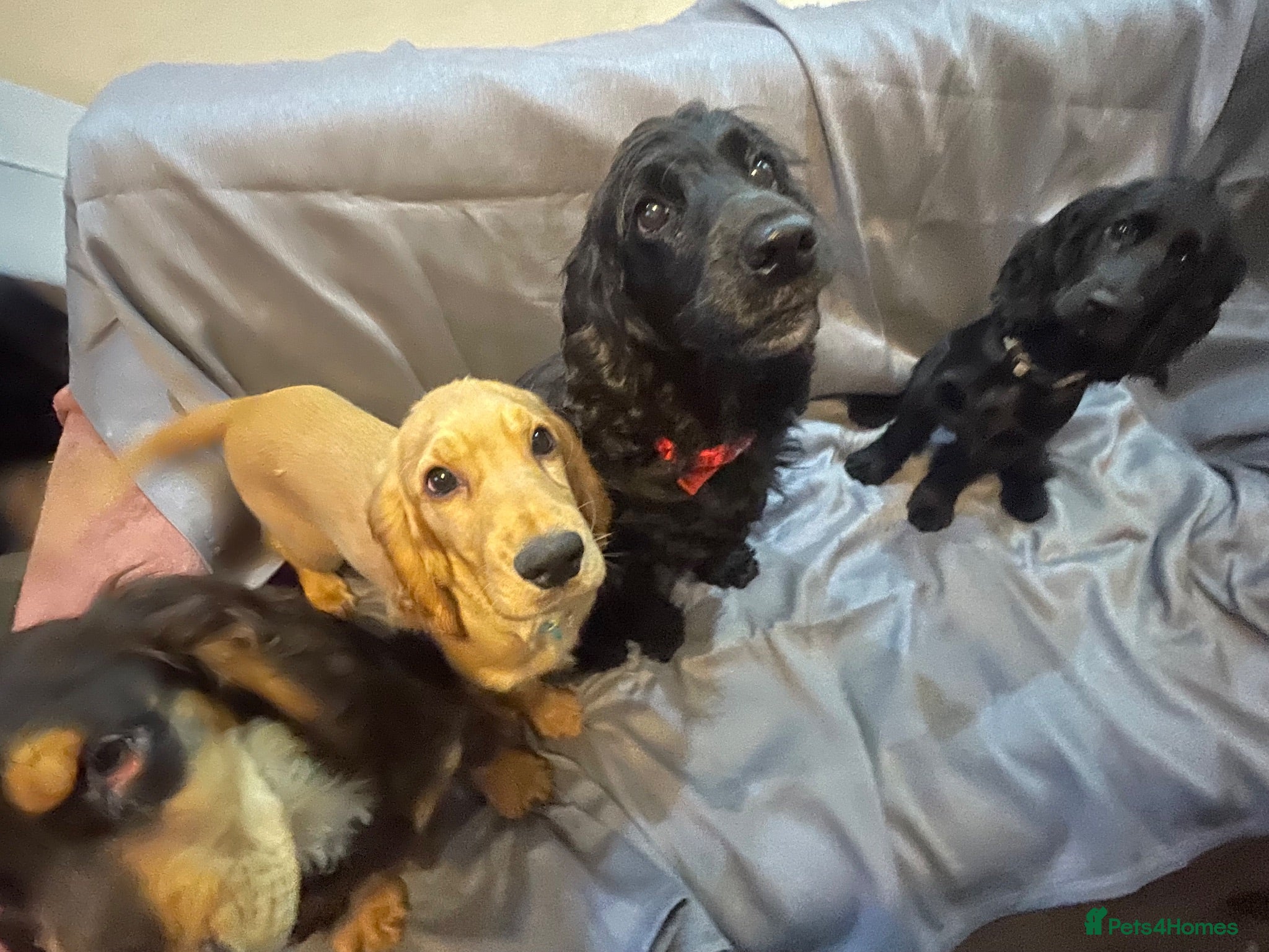 Cocker Spaniel dogs Cocker Spaniel Puppies - Advert 1