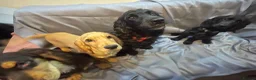 Cocker Spaniel dogs for sale: Cocker Spaniel Puppies - Advert 1