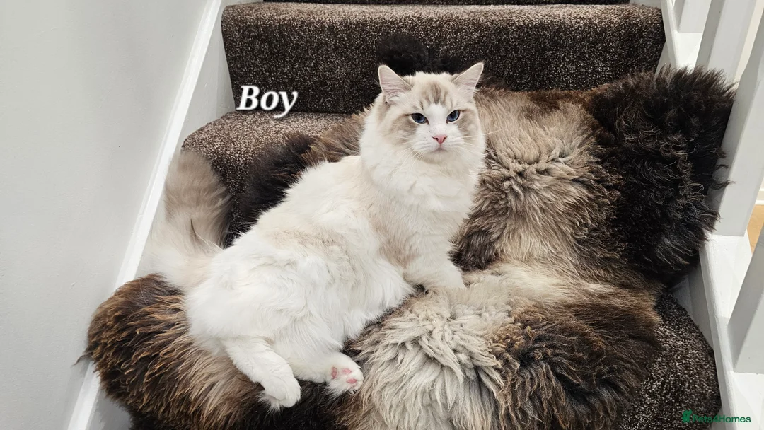Ragdoll cats for sale: BOY ACTIVE GCCF  - Advert 14