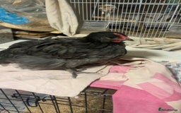 Chickens poultry for sale: Young cockerels for sale  - Image 2