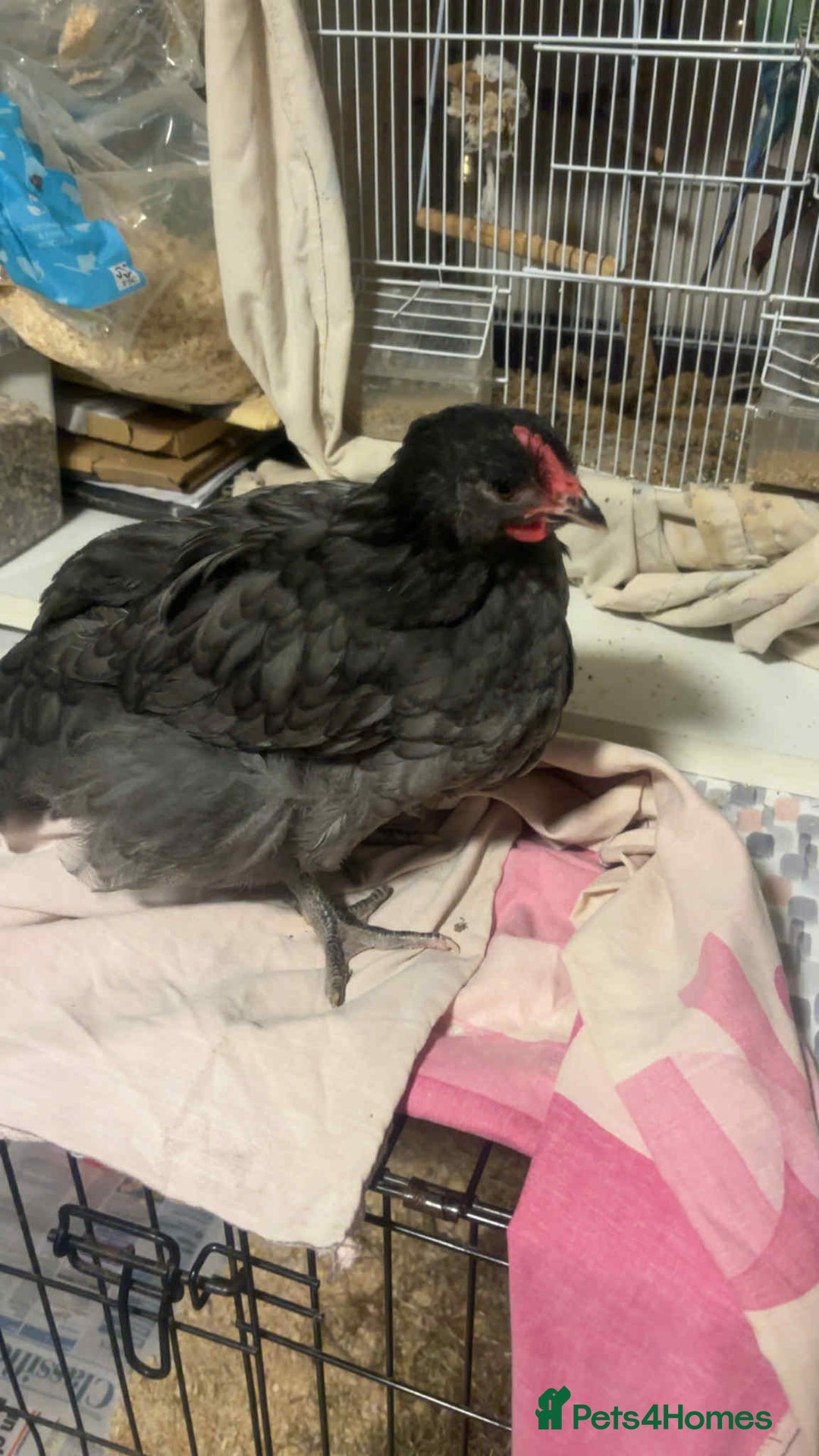 Chickens poultry for sale: Young cockerels for sale  - Image 2