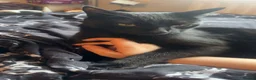 Bombay cats for sale: Shadow - Gentle playful boy - Advert 1