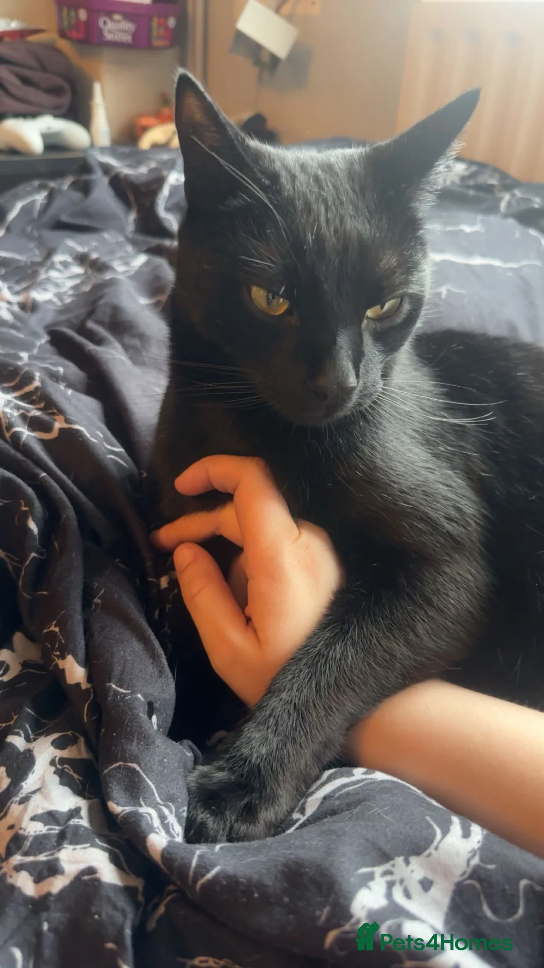 Bombay cats for sale: Shadow - Gentle playful boy - Advert 1