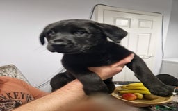 Mixed Breed dogs for sale: Rottweiler  and long haired shepherd mix pups - Advert 5