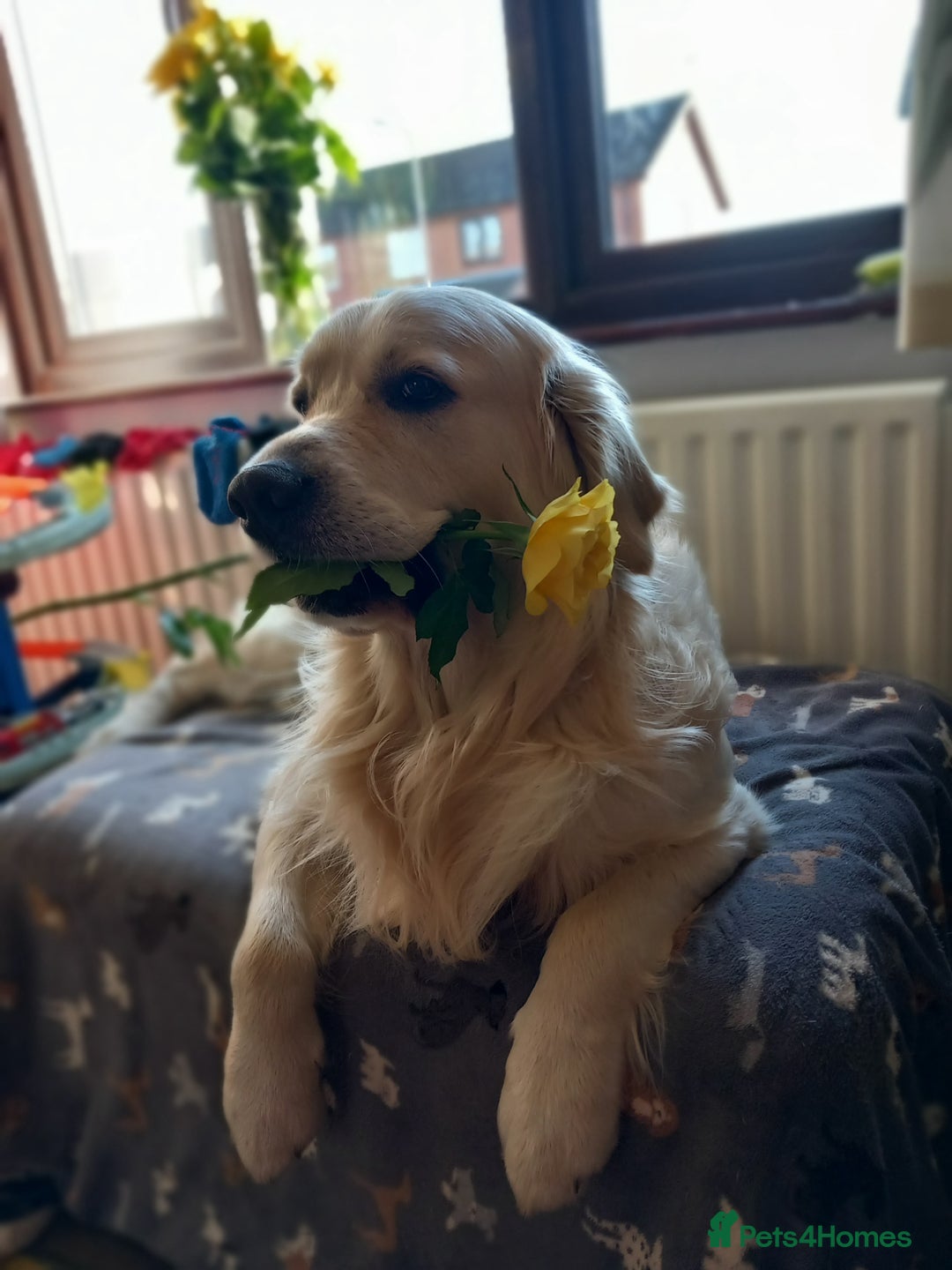 Golden Retriever dogs for stud: Stunning KC registered, Golden Retriever  in Sleaford - Advert 2