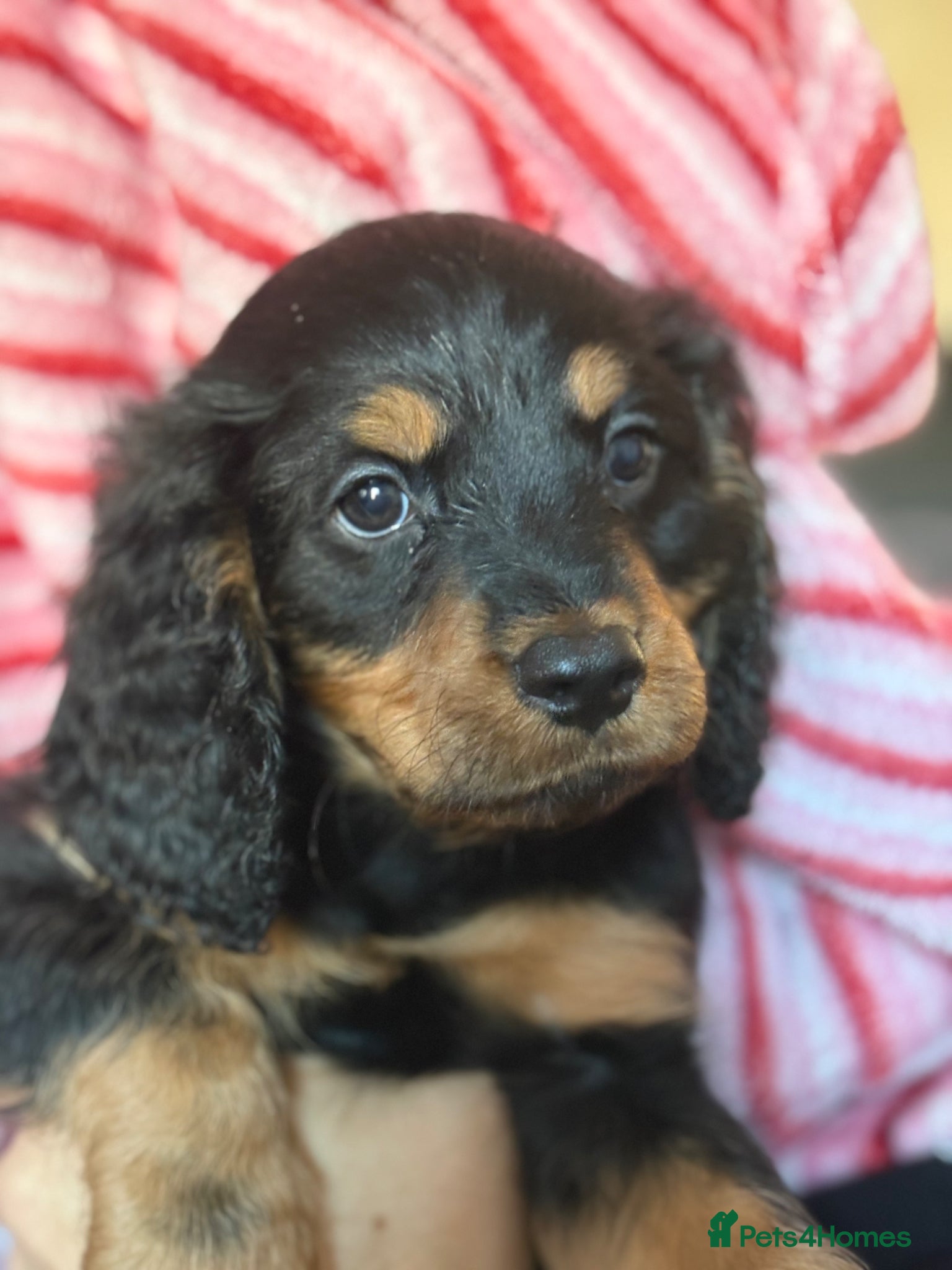 Mixed Breed dogs Cavapoo Puppies  - Advert 8