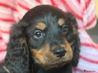 Mixed Breed dogs Cavapoo Puppies - Advert 1