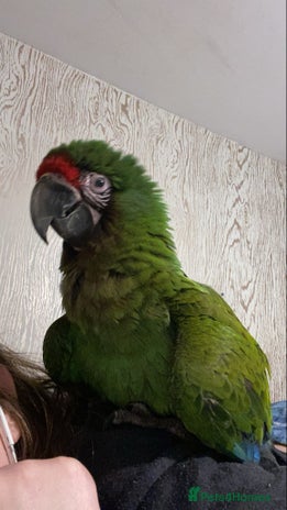 Macaws birds - Advert 17