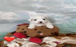 Malshi dogs for sale: Only 4 fantastic Malshi’s left - Image 10