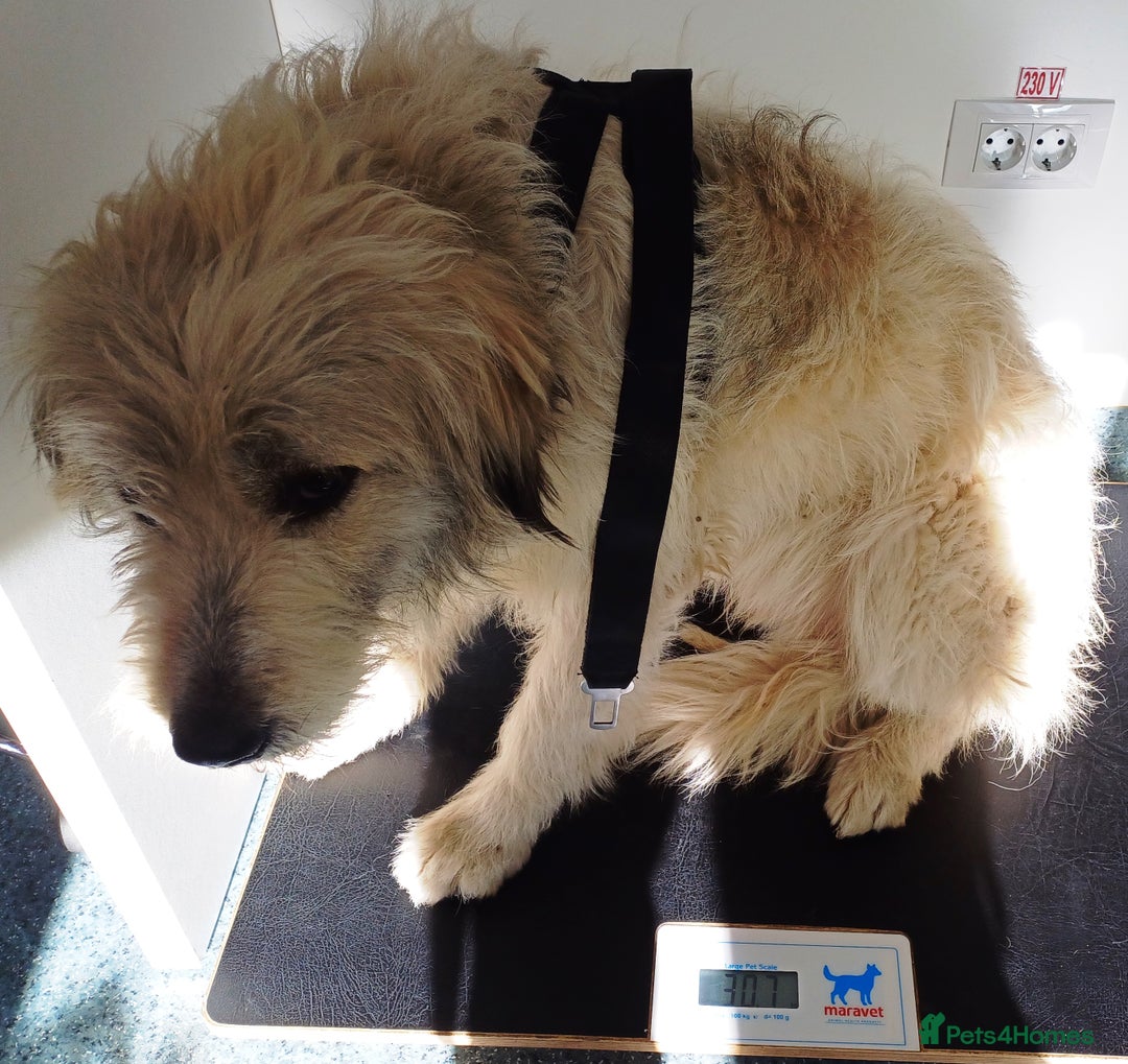 Mixed Breed dogs for adoption: Meet VICTOR - a superb big boy, for a Loving Home - Image 8