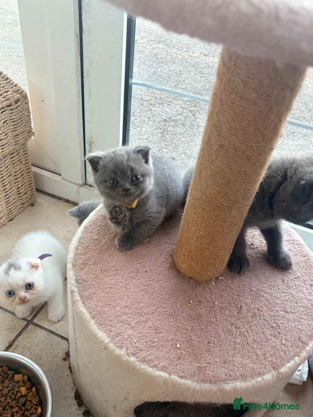 Scottish Fold cats for sale: Scottish fold/ British shorthair kittens  - Advert 20