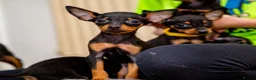 Miniature Pinscher dogs for sale: Miniature pinchers in Chatham - Advert 11