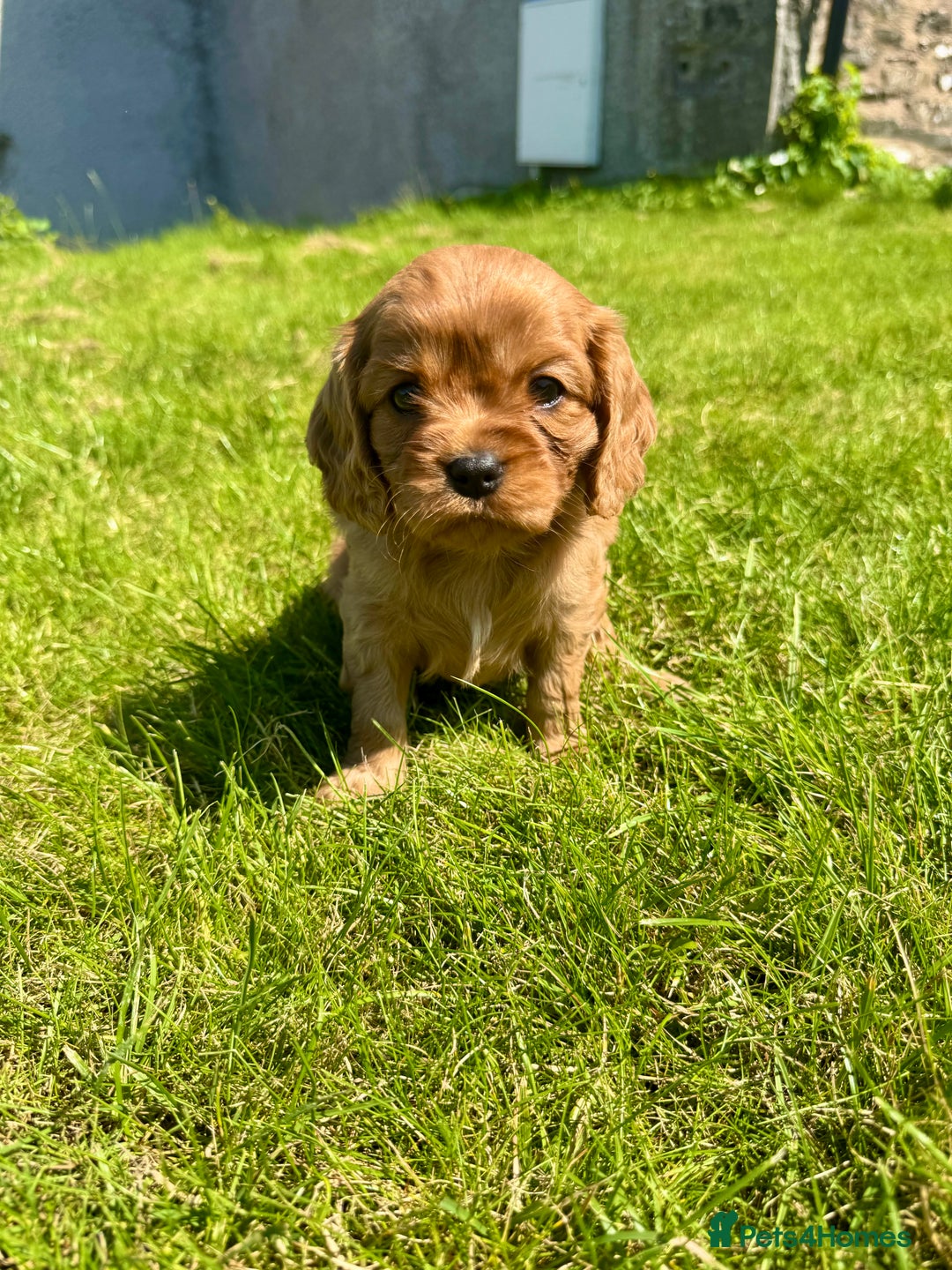 Cavalier King Charles Spaniel dogs for sale: Stunning cavalier King Charles spaniel puppies. - Image 21