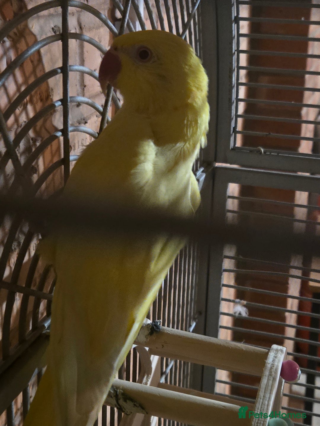 Ringnecks birds for sale: Lutino ringneck  - Advert 2