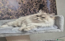 Siberian cats for sale: Pure Neva Masquerade female - Image 2
