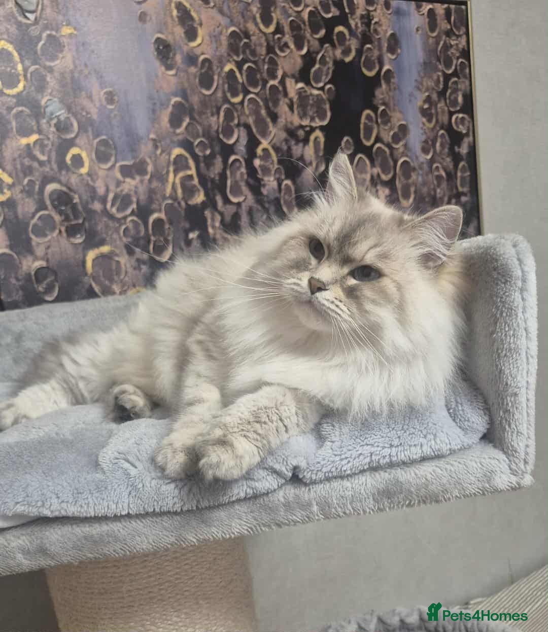 Siberian cats for sale: Pure Neva Masquerade female - Image 2