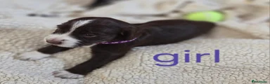 Cocker Spaniel 6