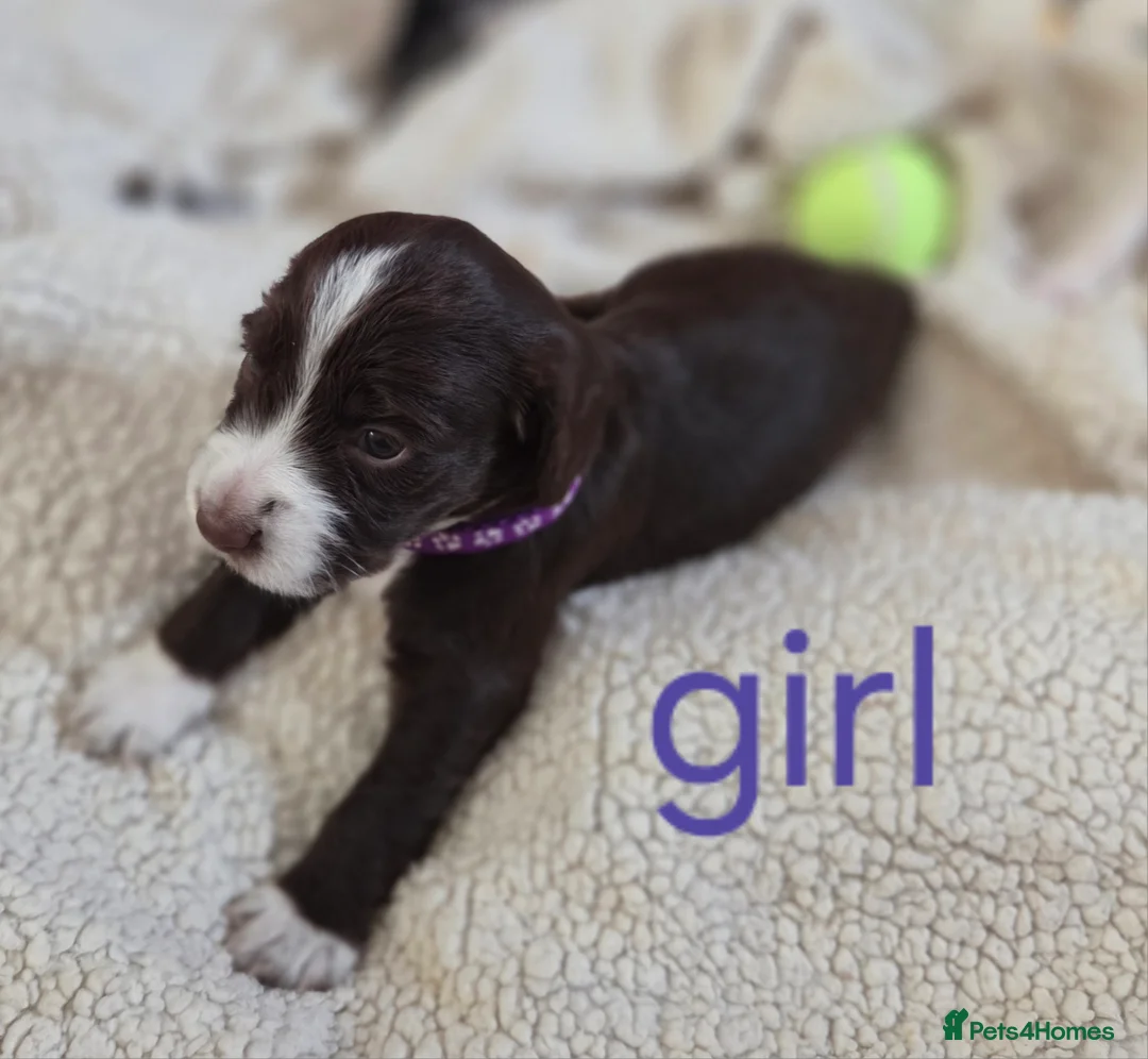 Cocker Spaniel dogs for sale: Cocker spaniel puppies  - Advert 2